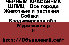 ЧЕРНЫЙ КРАСАВЧИК ШПИЦ - Все города Животные и растения » Собаки   . Владимирская обл.,Муромский р-н